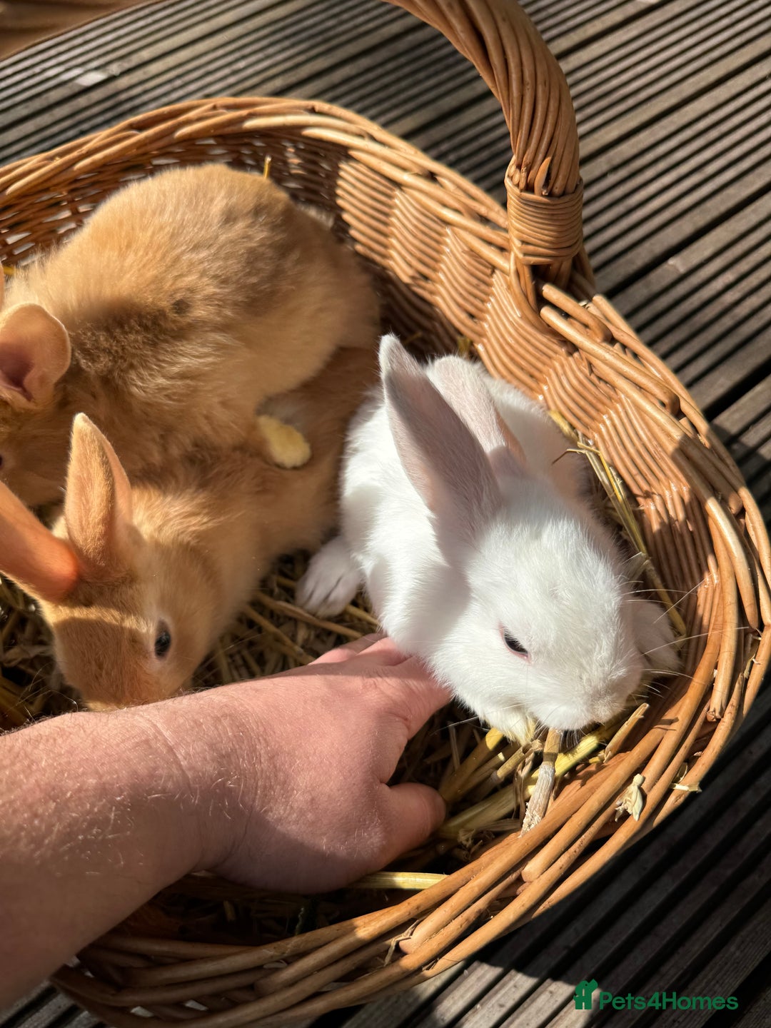 New Zealand rabbits for sale: New Zealand Red & White Rabbits - Image 12