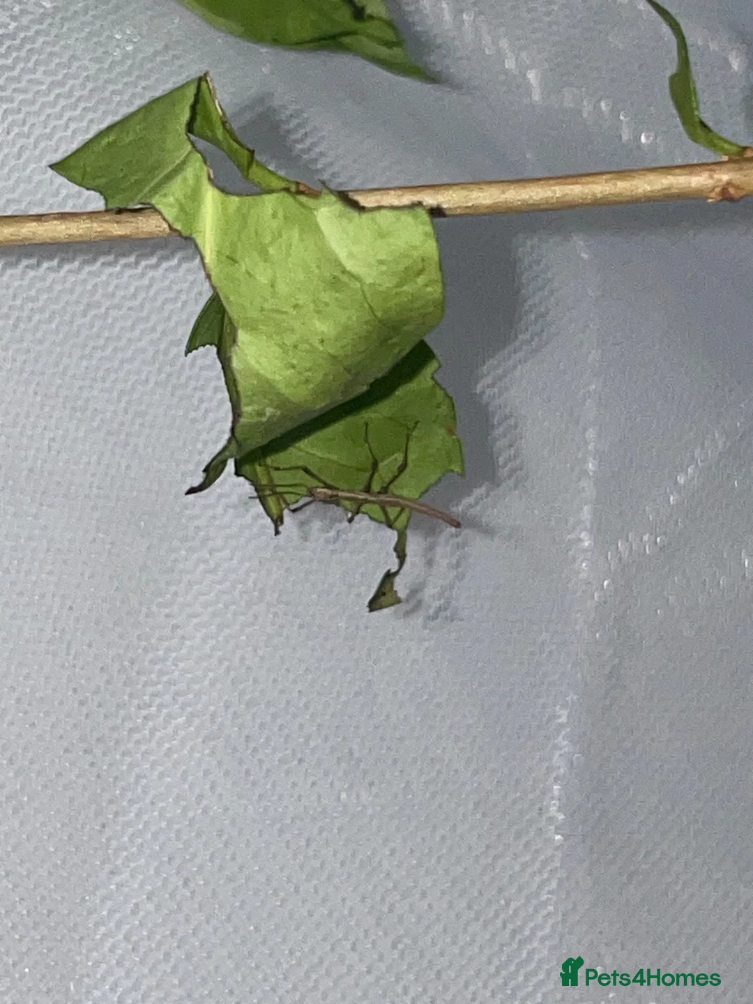 Stick Insects invertebrates for sale: Baby Indian Stick Insects £1 Each  - Advert 4