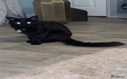 Maine Coon cats for sale: Maine coon mix kittens  - Image 8