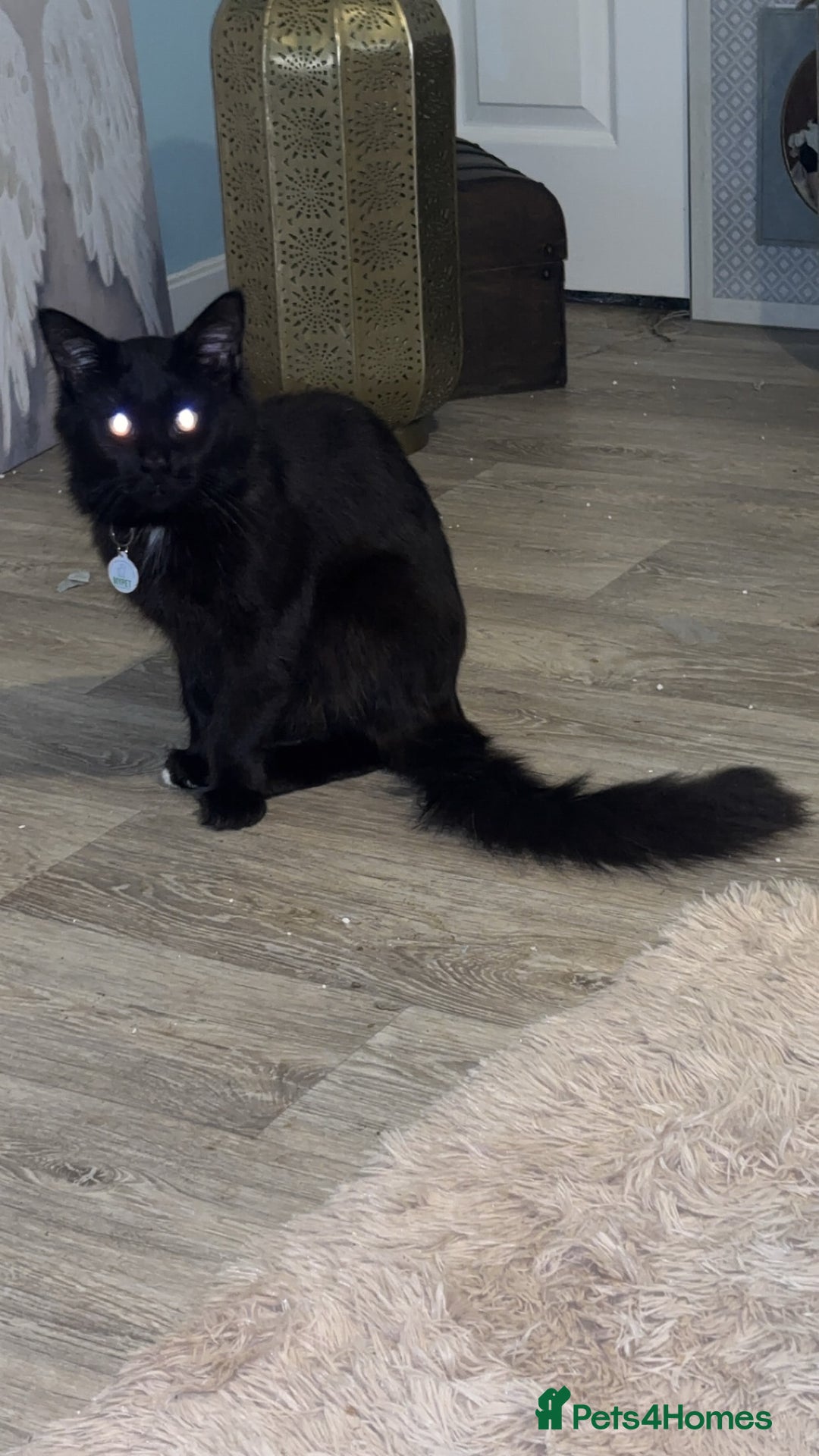 Maine Coon cats for sale: Maine coon mix kittens  - Image 8