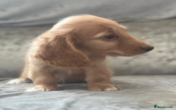 Dachshund dogs for sale: cream KC long haired miniature dachshunds for sale - Image 13