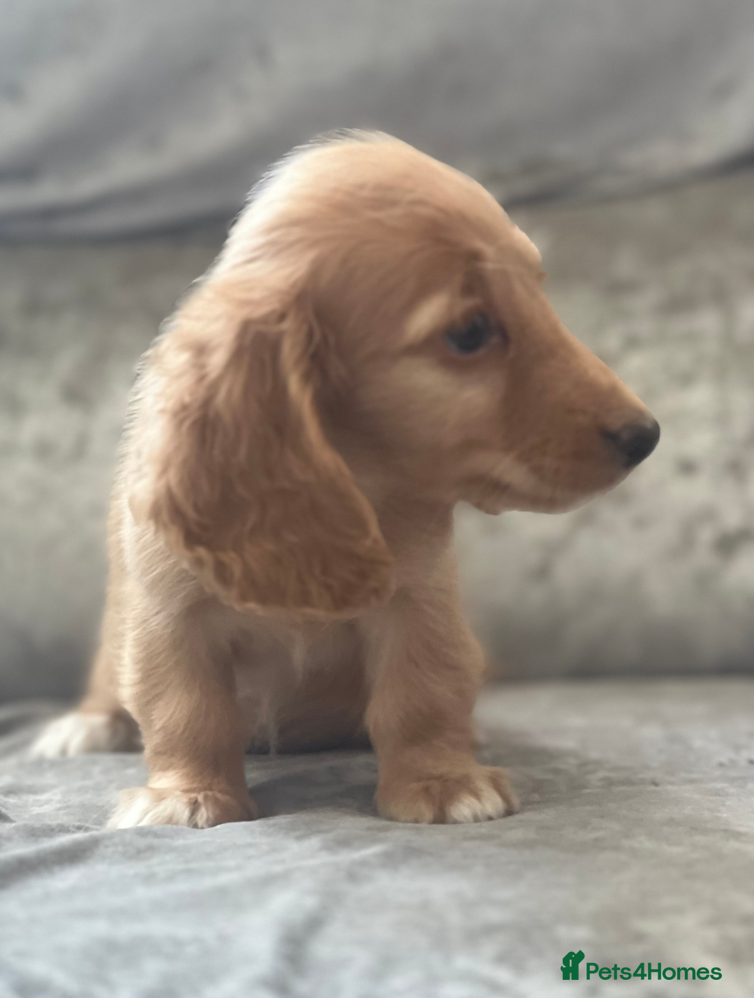 Dachshund dogs for sale: cream KC long haired miniature dachshunds for sale - Image 13
