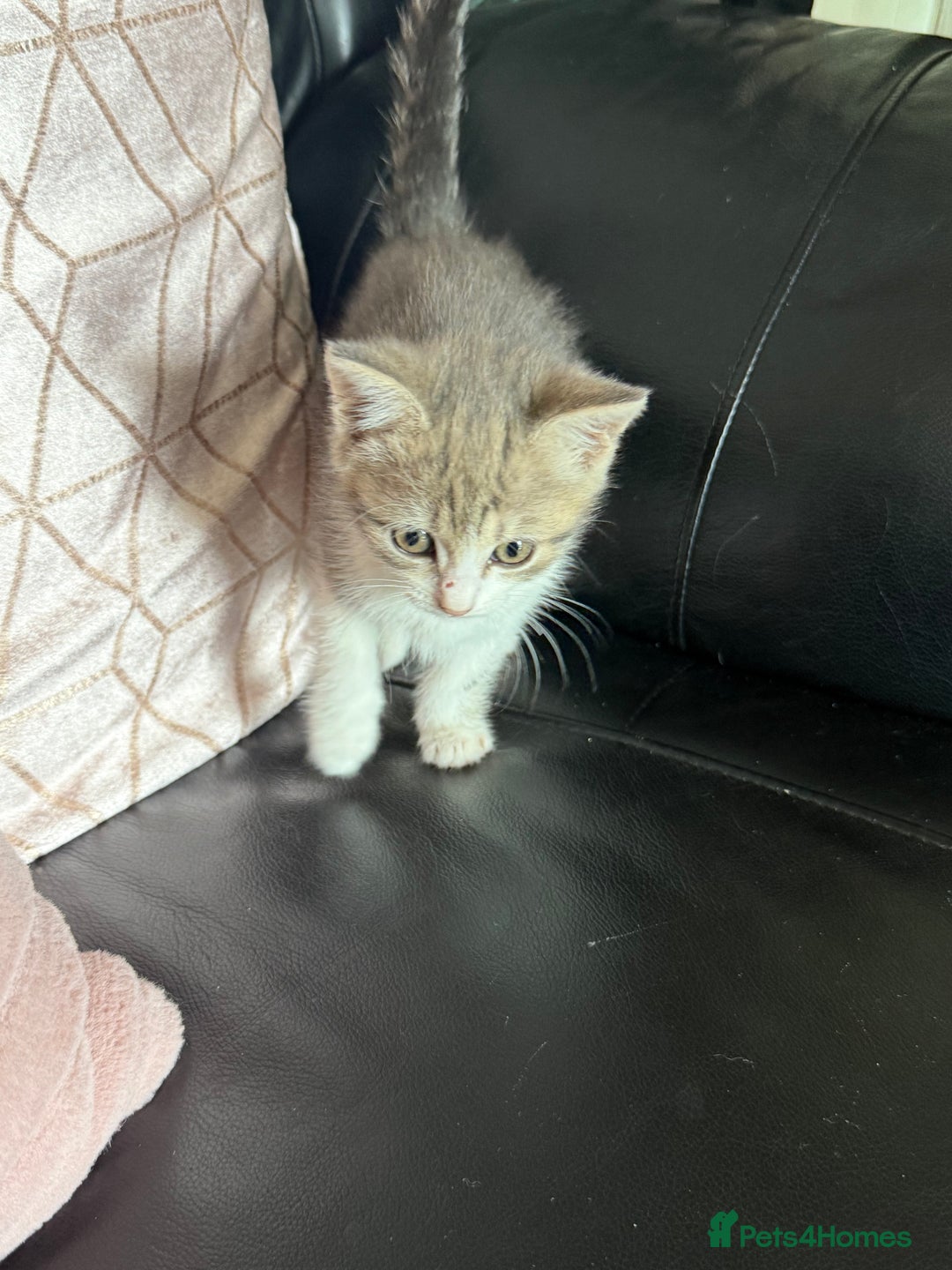 British Shorthair cats for sale: Half British shorthair for sale - Image 2