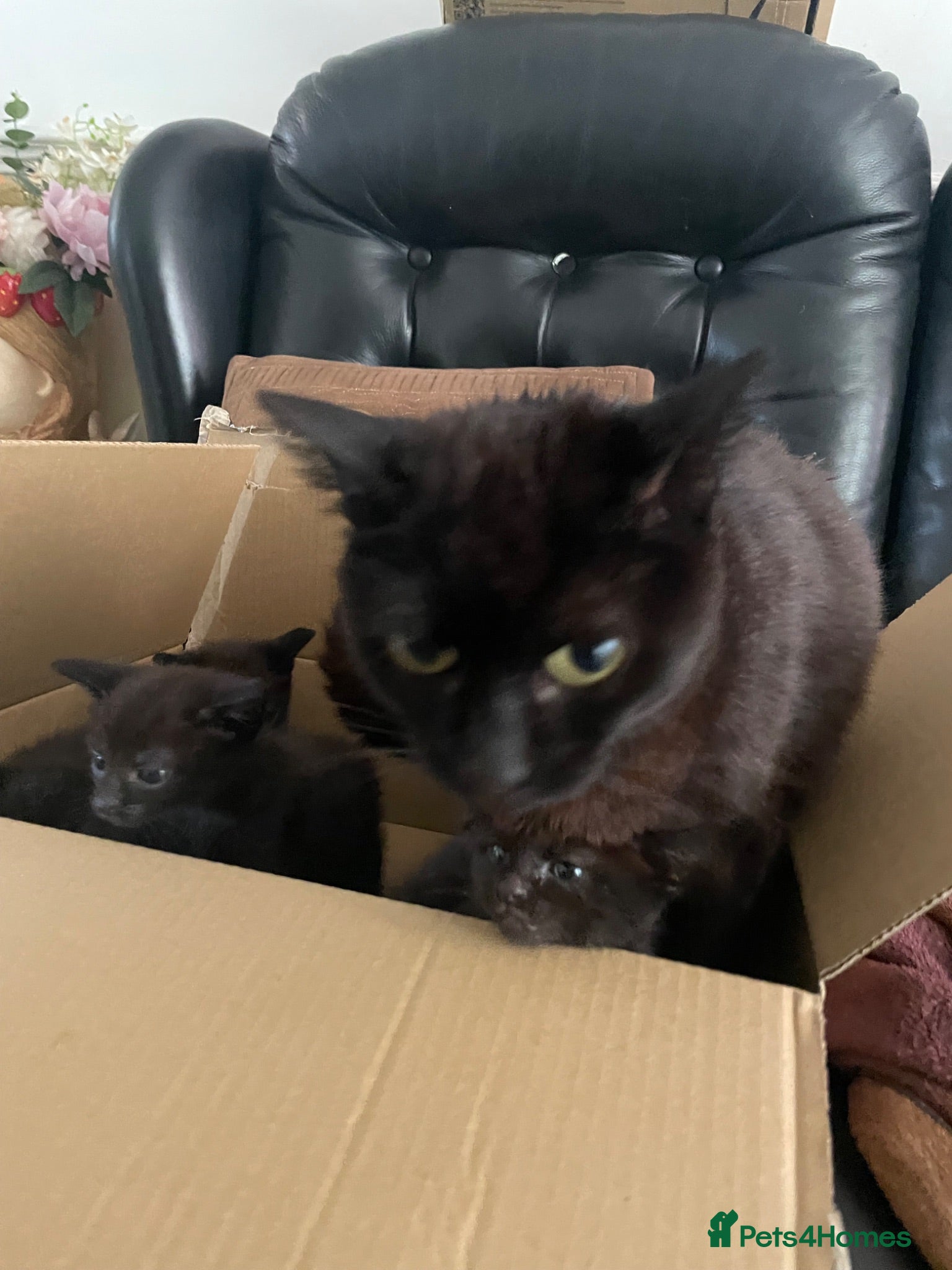 Domestic Shorthair cats KITTENS  - Advert 1