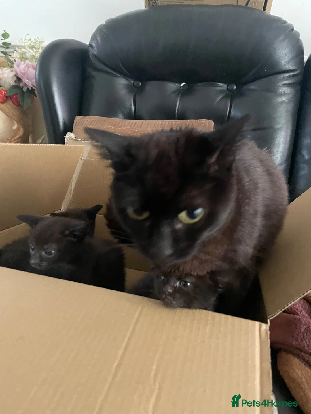 Domestic Shorthair cats for sale: KITTENS  - Advert 1