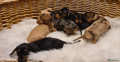 Miniature Dachshund dogs - Advert 4