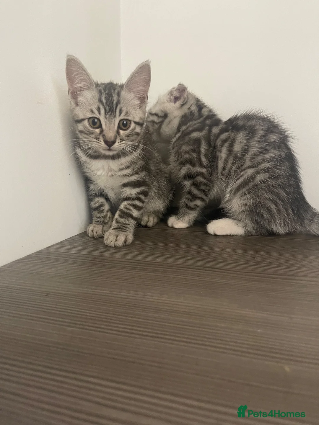 Bengal cats for sale: Silver bengal kitten - Advert 2