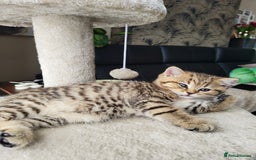 Scottish Fold cats for sale: Scottish straight ears boy left - Image 13