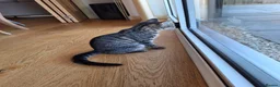Mixed Breed cats for sale: Lovely little Female 17 week old Tabby kitten in Beaminster - Advert 8