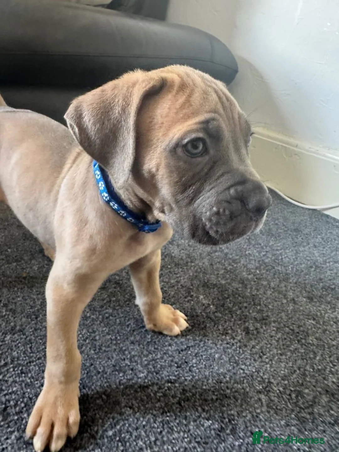 Cane Corso dogs for sale: Cane Corso Puppies - Advert 2