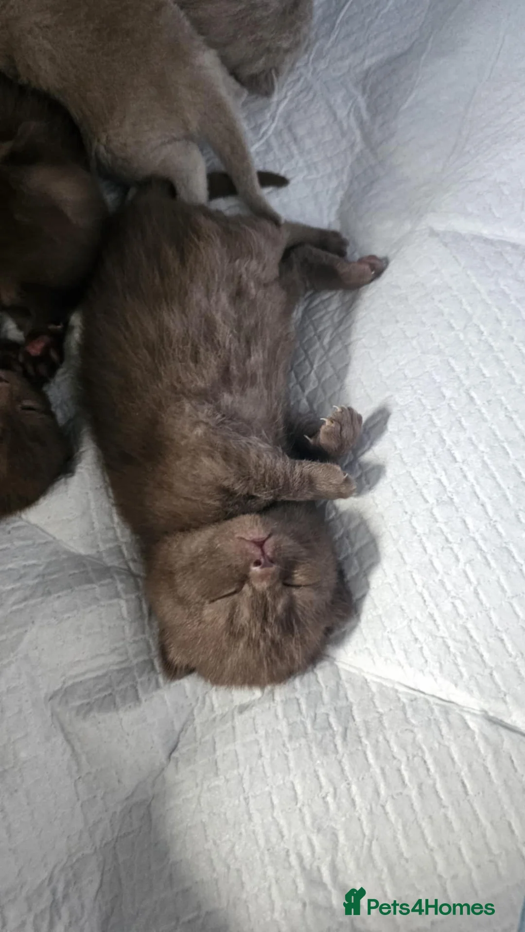 British Shorthair cats for sale: ✨ Stunning British Shorthair Kittens Available ✨ - Advert 17