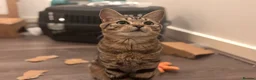 British Shorthair cats for sale: Male tabby cat  - Advert 4