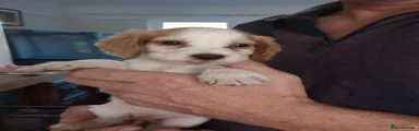 Cocker Spaniel 5