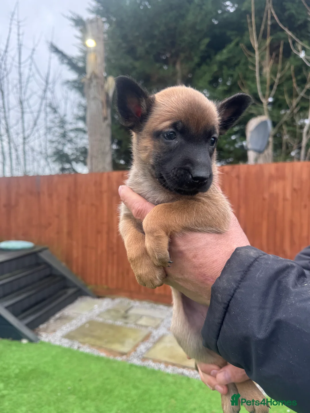 Belgian Shepherd Dog dogs for sale: Belgian Malinois Puppies - Advert 15