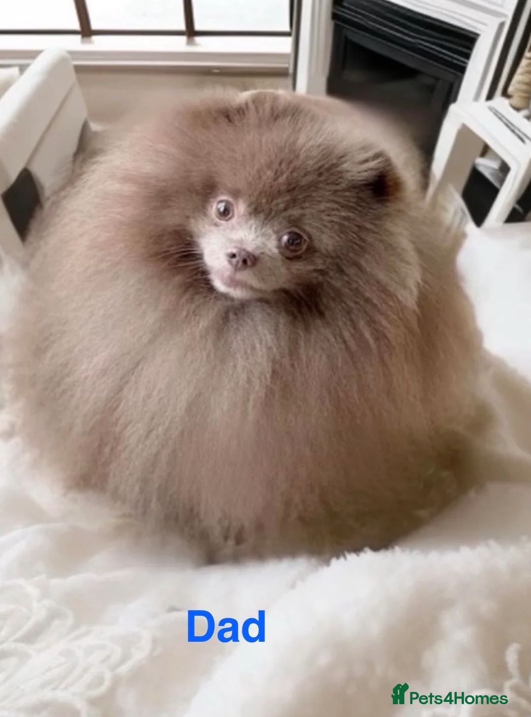Pomeranian dogs for sale: For sale 3 Stunning Pomeranian puppies  - Advert 6
