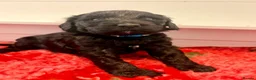 Australian Labradoodle dogs for sale: Multigenerational Australian labradoodles  - Advert 13