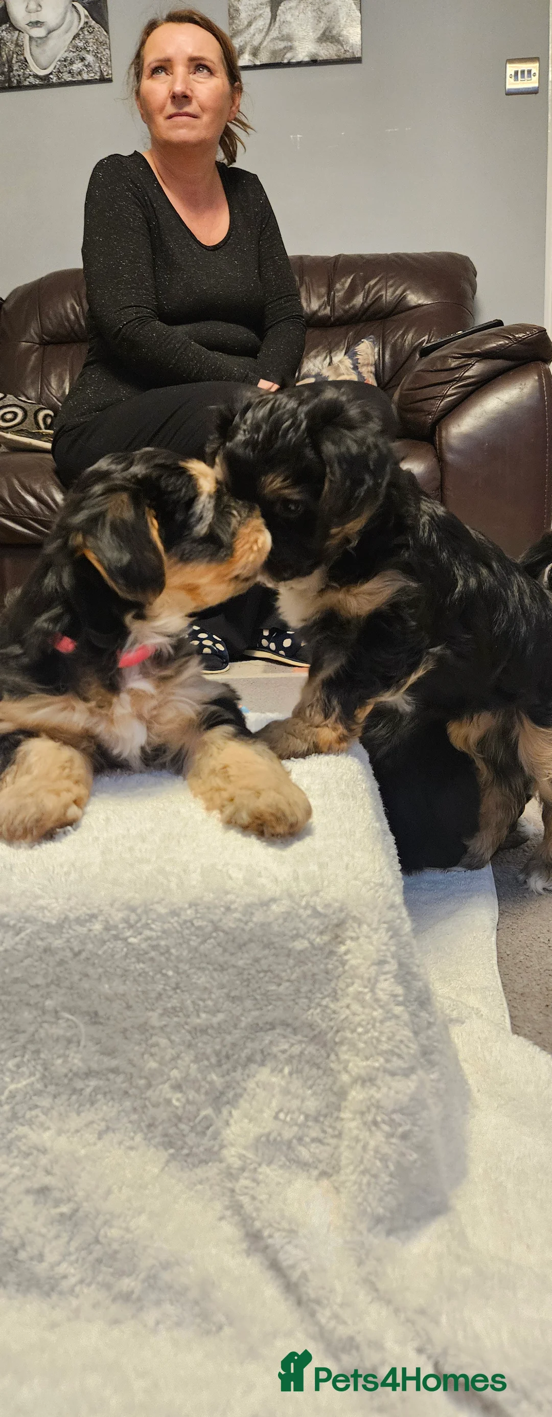 Mixed Breed dogs for sale: Yorkshire terrier X puppies  - Advert 11