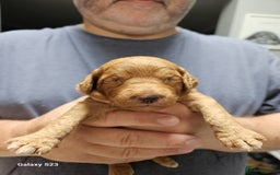 Cockapoo dogs for sale: FULLY HEALTH TESTED FOX RED MINIATURE COCKAPOOS - Image 6