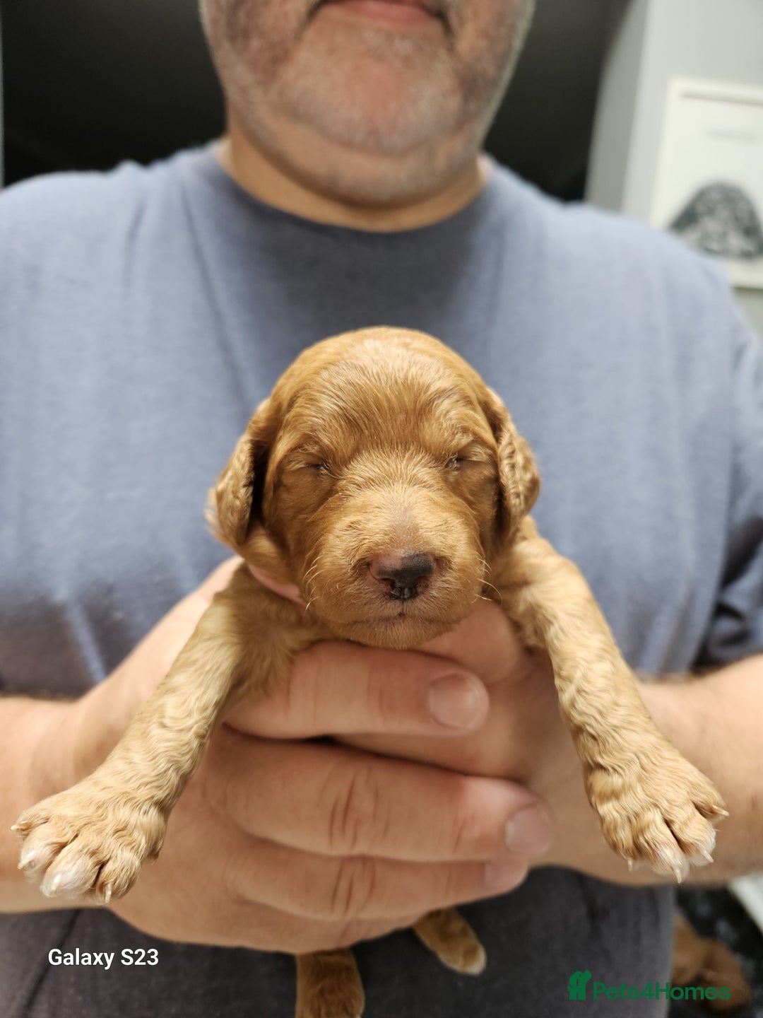 Cockapoo dogs for sale: FULLY HEALTH TESTED FOX RED MINIATURE COCKAPOOS - Image 6