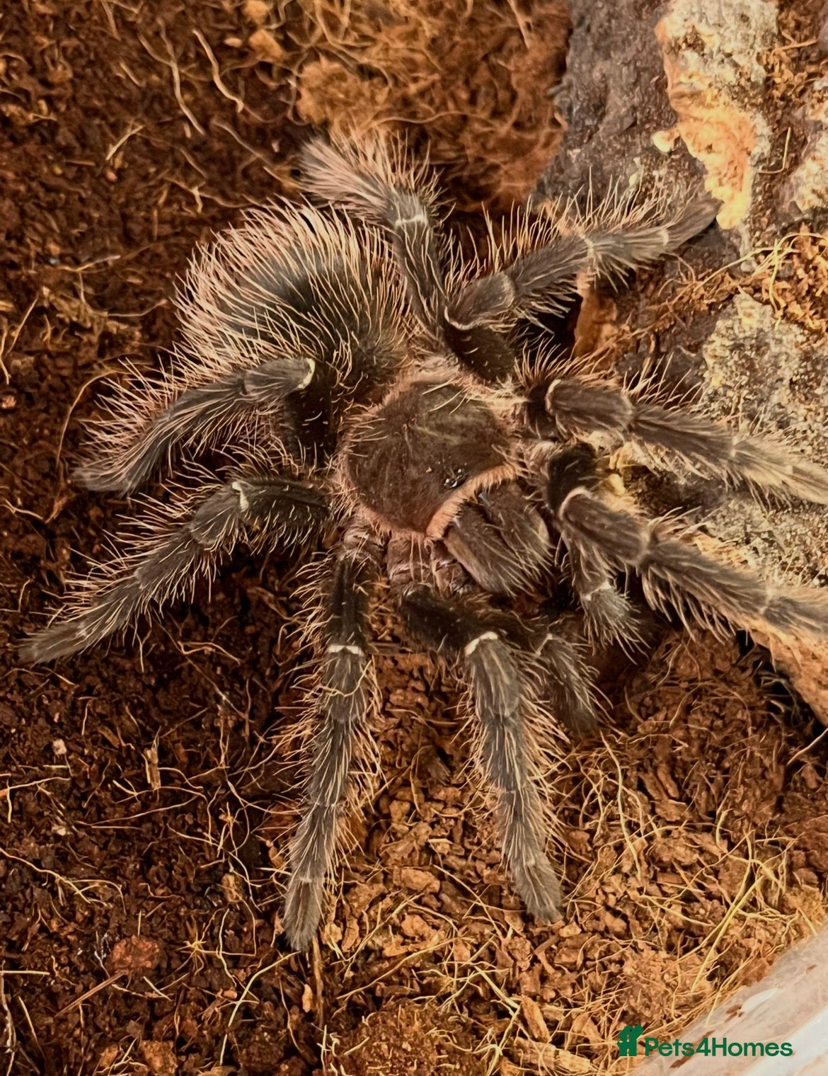 Tarantulas invertebrates Lasiodora parahybana in Kilmarnock - Advert 6