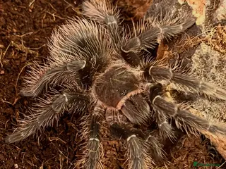 Tarantulas invertebrates Lasiodora parahybana in Kilmarnock - Advert 2