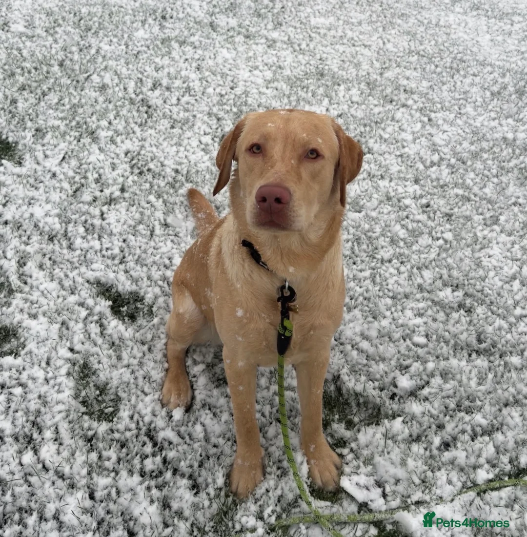 Labrador Retriever dogs for sale: Male Working line Labrador (max) in Grimsby - Advert 2