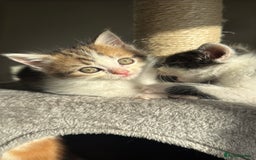 Persian cats for sale: mixed bombay and persian kittens  - Image 39