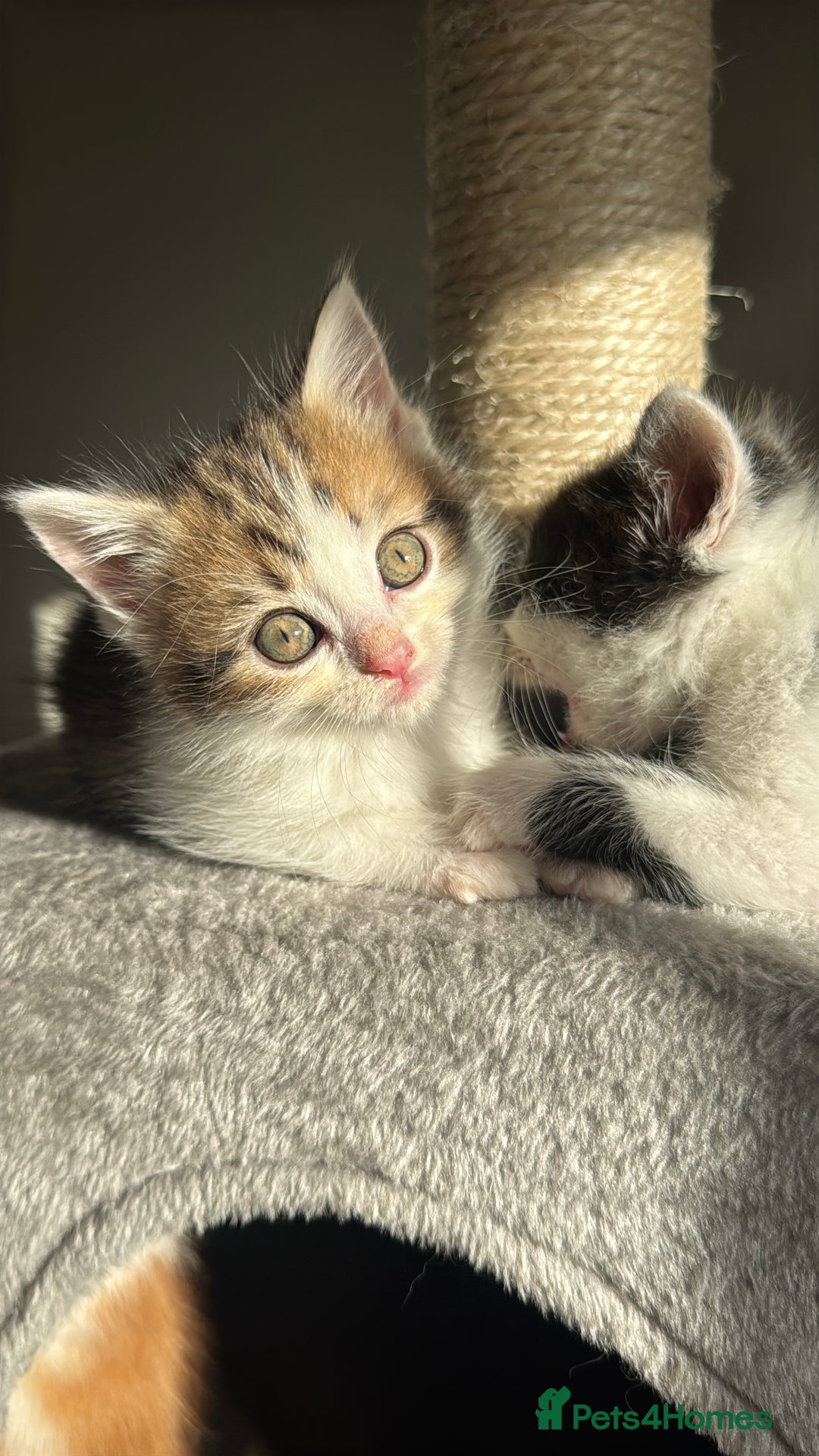 Persian cats for sale: mixed bombay and persian kittens  - Image 39