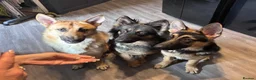 German Shepherd dogs for sale: 2 year old full male german shepherd  - Advert 2