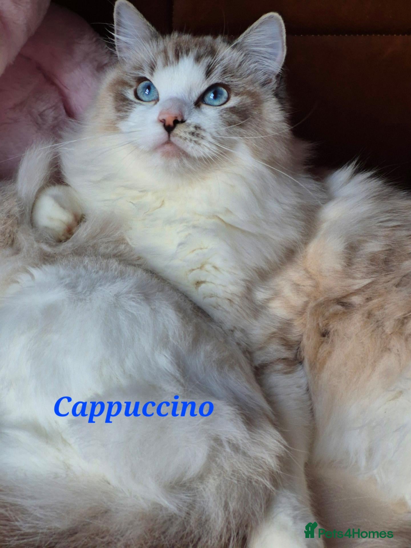 Ragdoll cats for sale: Tica registered exceptional  Ragdolls  - Advert 2