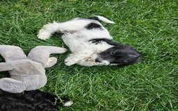 Jackapoo dogs for sale: Jackapoo puppies x7 - Image 15