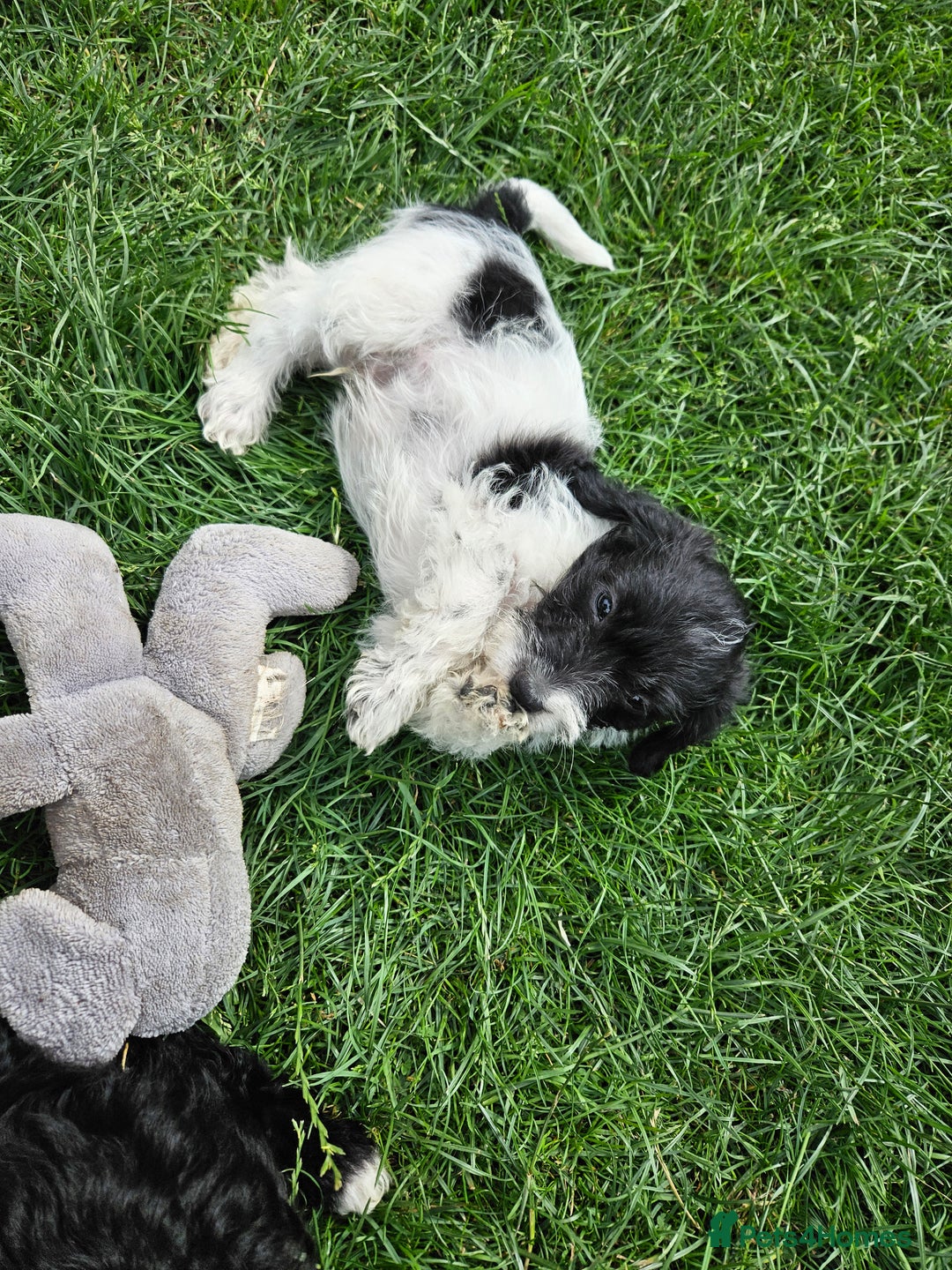 Jackapoo dogs for sale: Jackapoo puppies x7 - Image 15