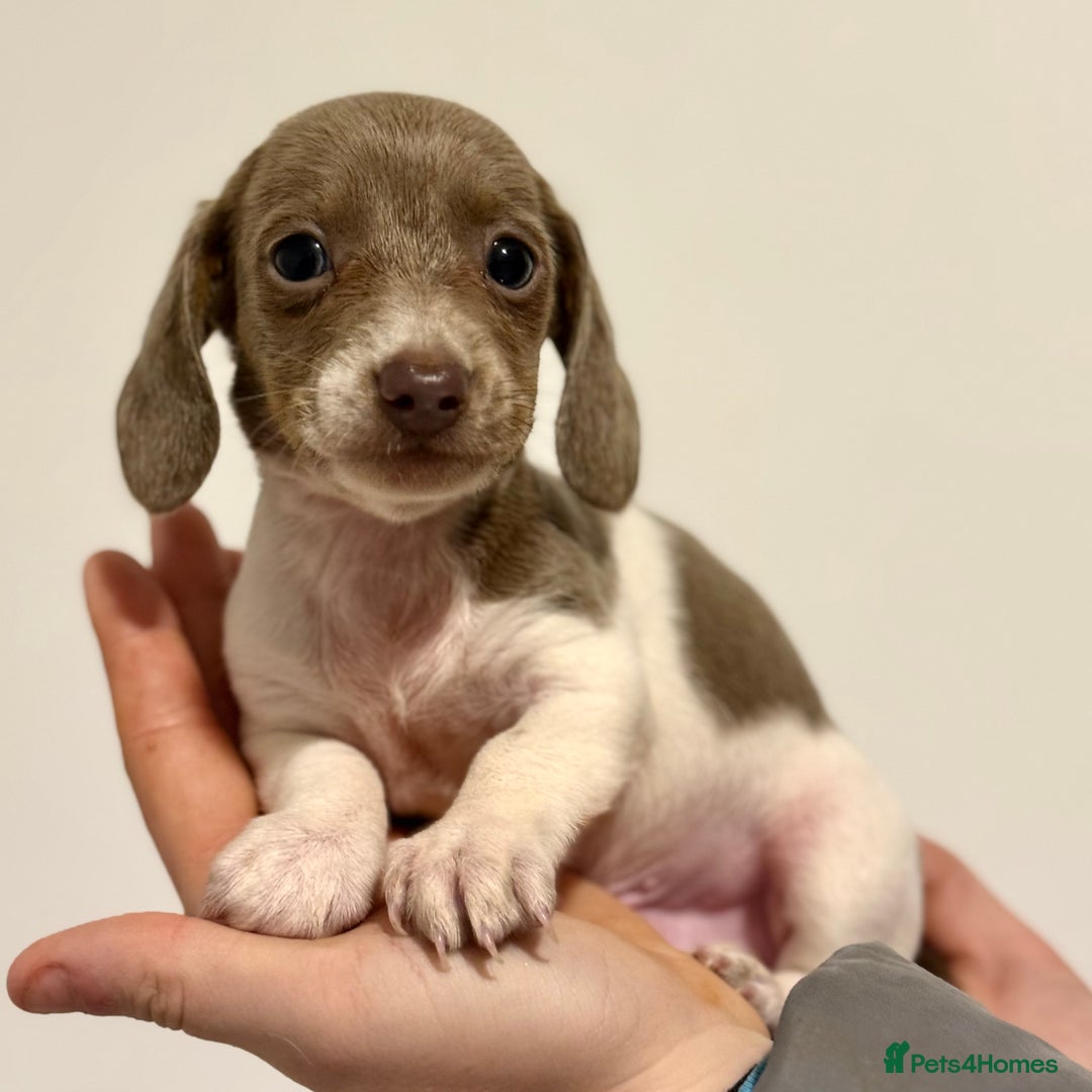 Miniature Dachshund dogs for sale: KC Registered Miniature Dachshund Puppies ❤️ - Advert 13
