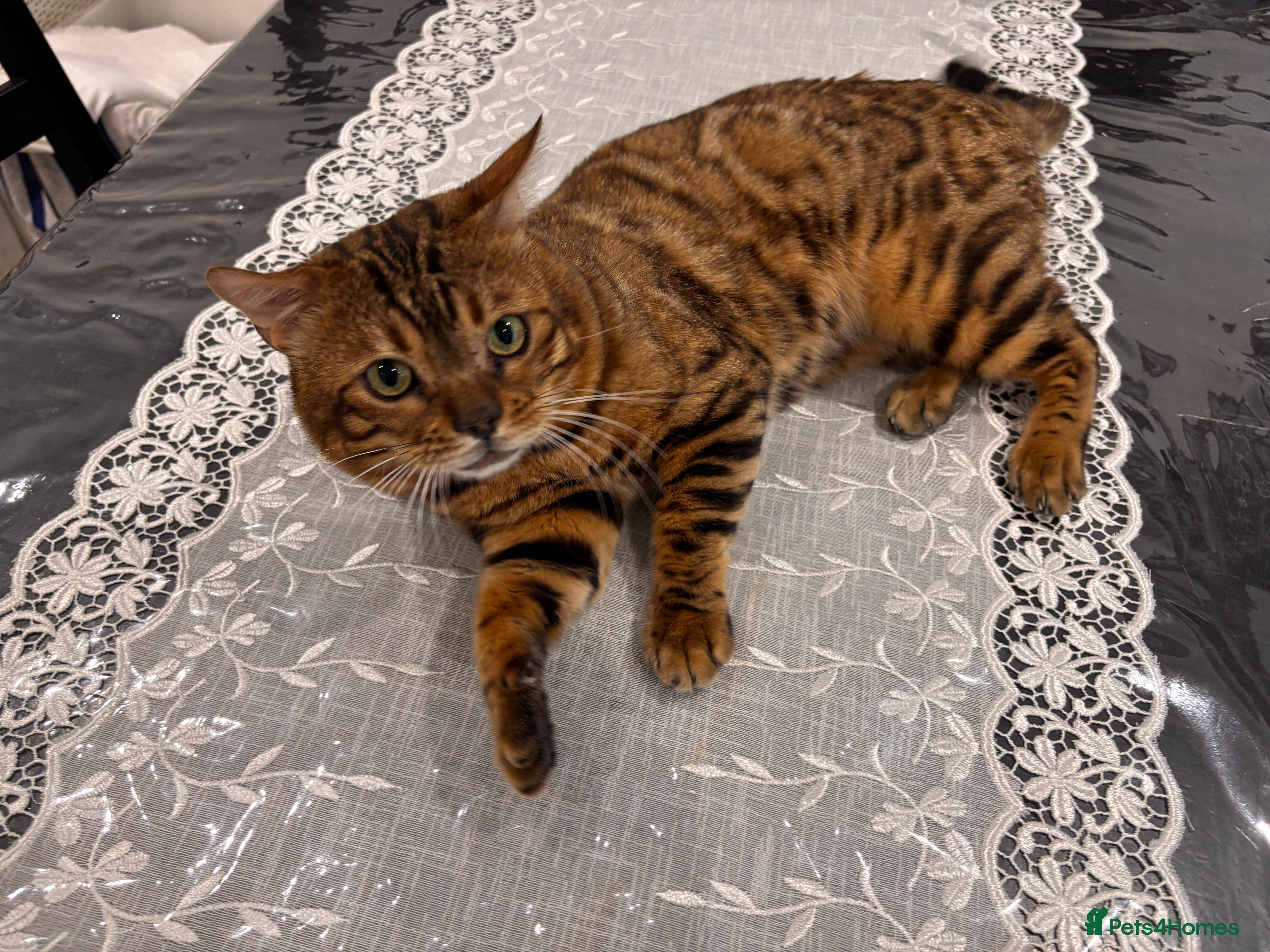 Bengal cats Male Bengal Cat – 2024, Fully Vaccinated, Rehoming - Advert 18