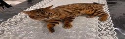 Bengal cats for sale: Male Bengal Cat – 2024, Fully Vaccinated, Rehoming - Advert 1