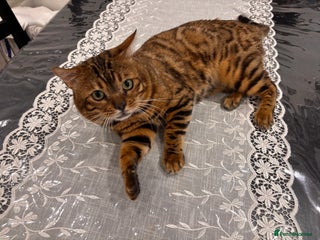 Bengal cats Male Bengal Cat – 2024, Fully Vaccinated, Rehoming - Advert 1