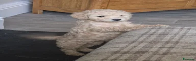 Cockapoo 1