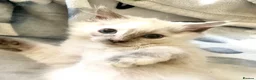 Ragdoll cats for sale: Ragdoll kittens  - Advert 8