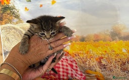Mixed Breed cats for sale: Ragdoll x Bengal Exquisite Unique kittens - Image 14