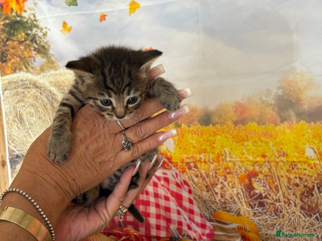 Mixed Breed cats for sale: Ragdoll x Bengal Exquisite Unique kittens - Image 14