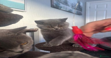 British Shorthair cats - Advert 6