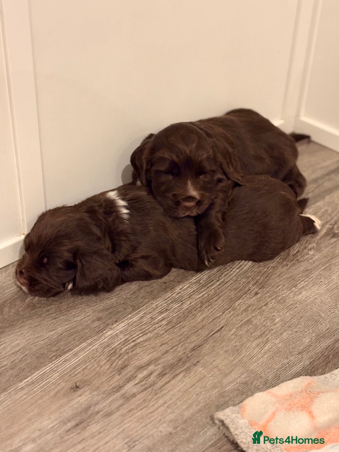 Cocker Spaniel dogs for sale: Available this week 2 beautiful spaniel puppies  - Advert 11
