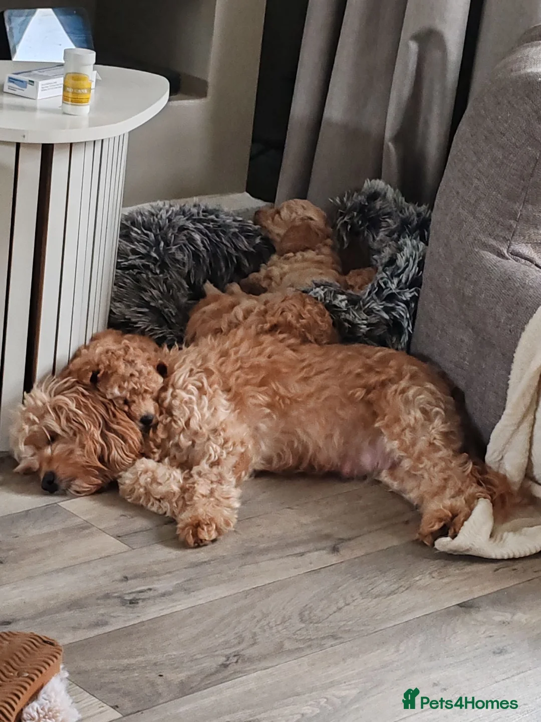 Cavapoo dogs for sale: **ONLY 1 GIRL LEFT** in Stalybridge - Advert 1