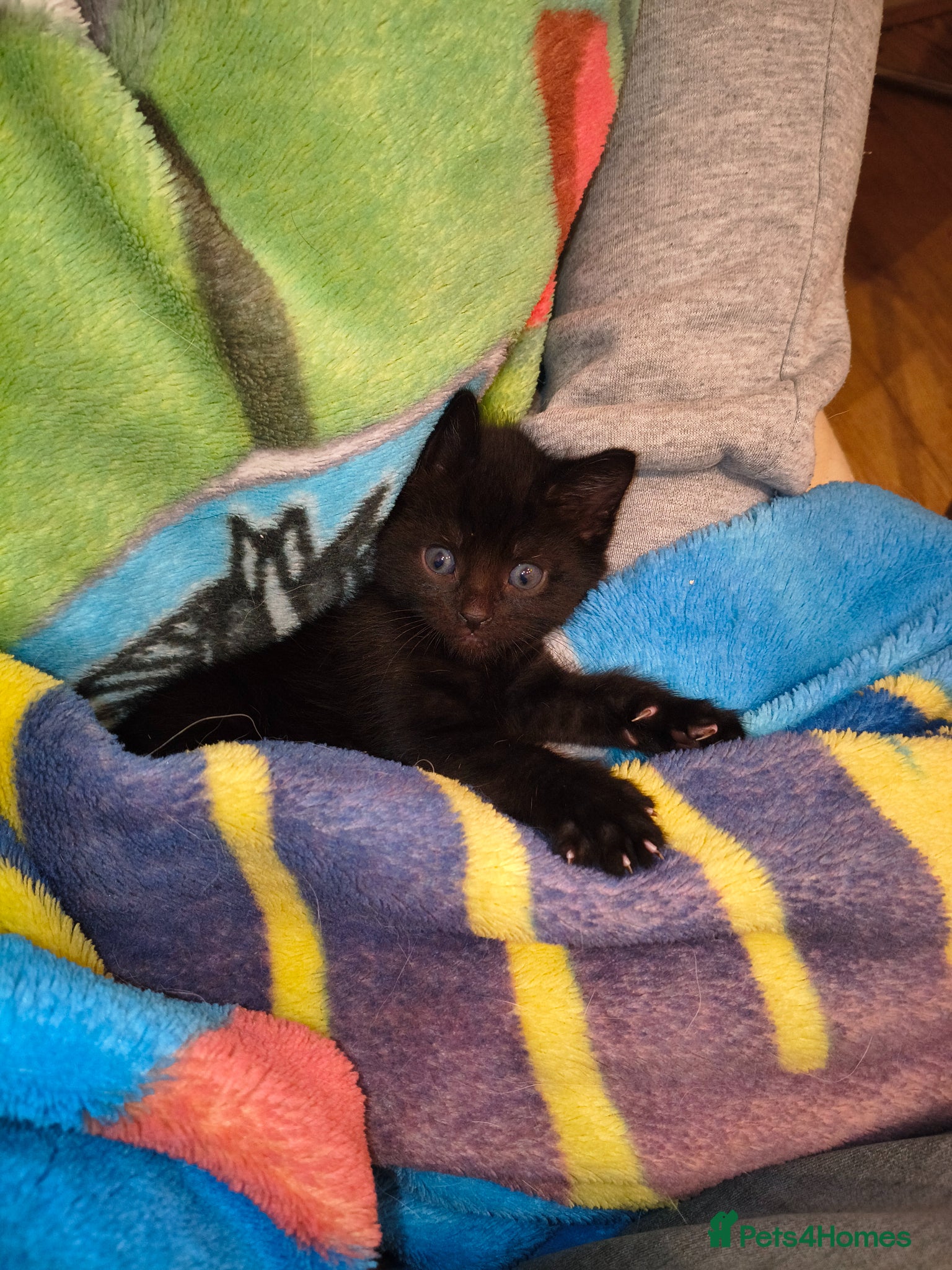 Mixed Breed cats Maine coon/Bengal/russian white cross kittens!! - Advert 14