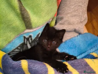 Mixed Breed cats Maine coon/Bengal/russian white cross kittens!! - Advert 14