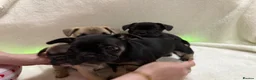 French Bulldog dogs for sale: 🐶French Bulldog Puppies For Sale – Ready Soon🐶 - Advert 2