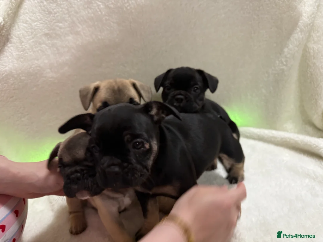 French Bulldog dogs for sale: 🐶French Bulldog Puppies For Sale – Ready Soon🐶 - Advert 2