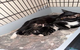 Mixed Breed cats for sale: Kittens for sale can go sept 7th - Image 11