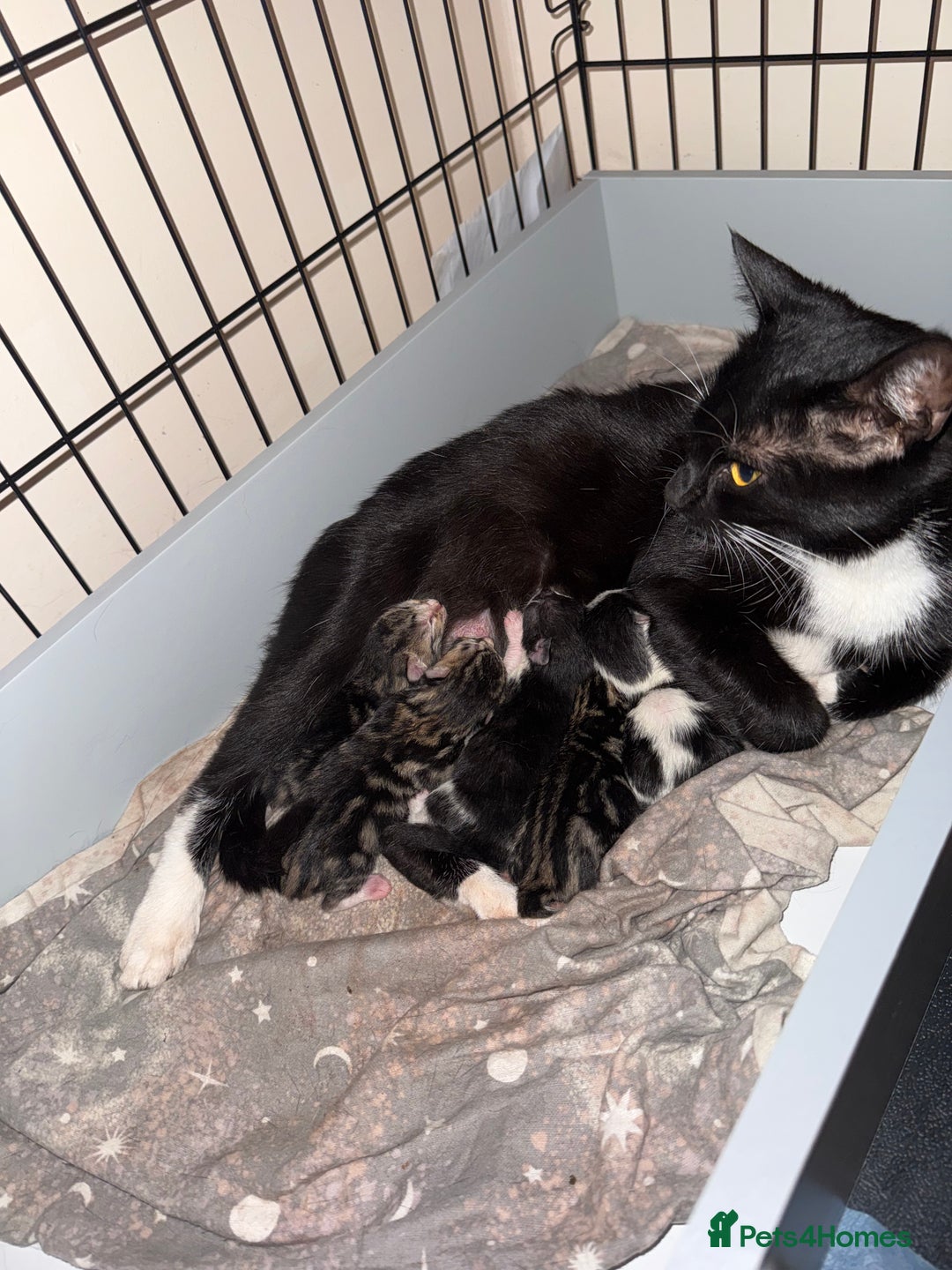 Mixed Breed cats for sale: Kittens for sale can go sept 7th - Image 11