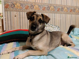 Mixed Breed dogs - Advert 5